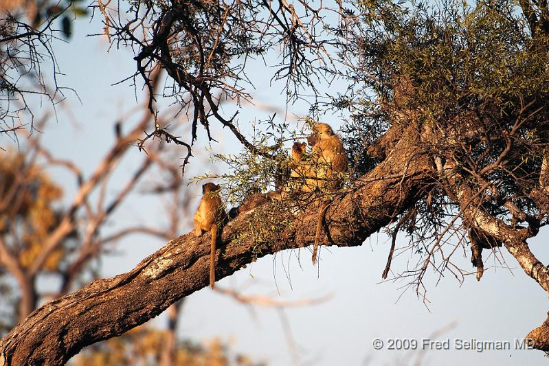 20090613_091620 D300 X1.jpg - Baboons in tree